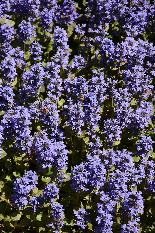 Common Bugleweed (Ajuga reptans) at Plants Unlimited
