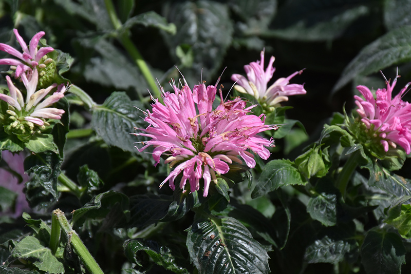 Sugar Buzz Pink Frosting Beebalm (Monarda 'Pink Frosting') at Plants Unlimited
