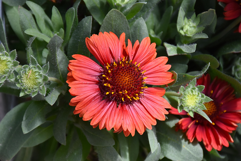 Spintop Red Blanket Flower (Gaillardia aristata 'Spintop Red') at Plants Unlimited