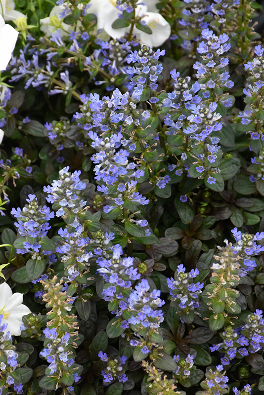 Chocolate Chip Bugleweed (Ajuga reptans 'Chocolate Chip') at Plants Unlimited