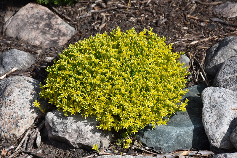 Golden Moss Stonecrop (Sedum acre 'Aureum') at Plants Unlimited
