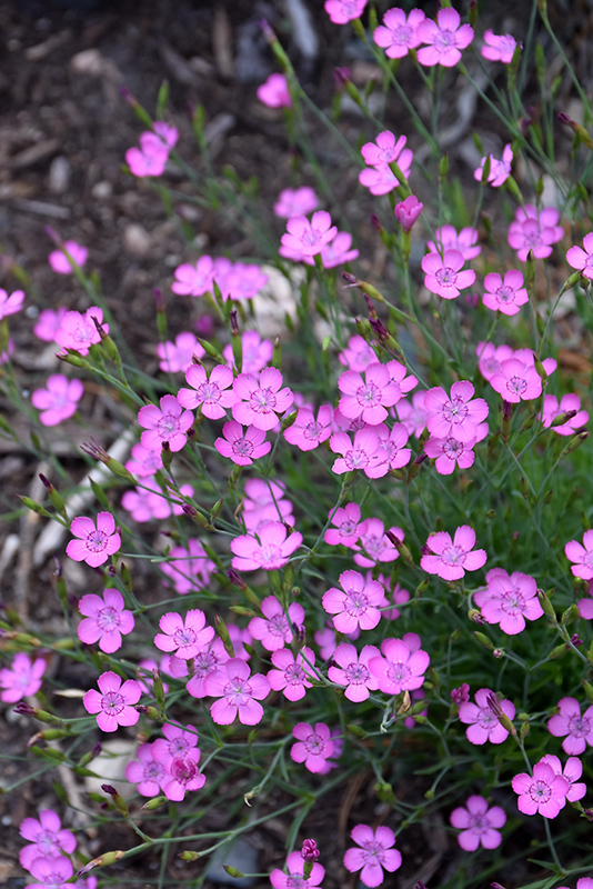 Maiden Pinks (Dianthus deltoides) at Plants Unlimited