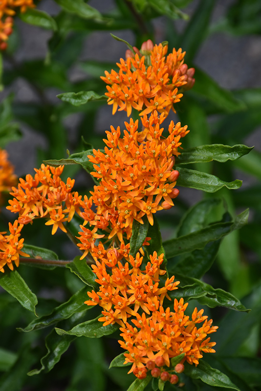 Butterfly Weed (Asclepias tuberosa) at Plants Unlimited