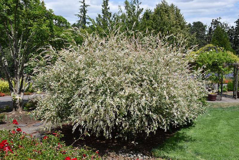 Tricolor Willow (Salix integra 'Hakuro Nishiki') at Plants Unlimited