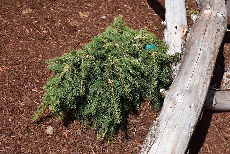 Formanek Norway Spruce (Picea abies 'Formanek') at Plants Unlimited