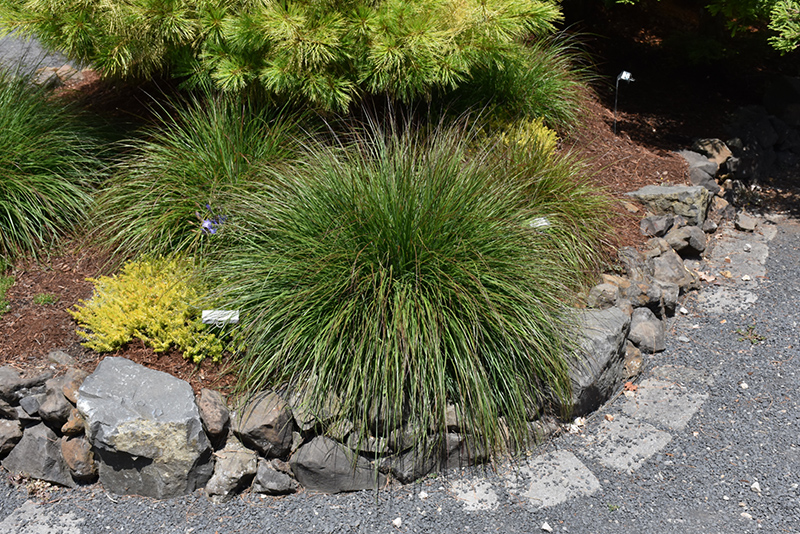 Burgundy Bunny Dwarf Fountain Grass (Pennisetum alopecuroides 'Burgundy Bunny') at Plants Unlimited