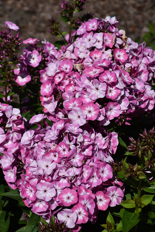 Volcano Pink with White Eye Garden Phlox (Phlox paniculata 'Barthirtyfive') at Plants Unlimited
