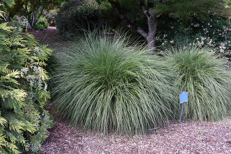 Hameln Dwarf Fountain Grass (Pennisetum alopecuroides 'Hameln') at Plants Unlimited