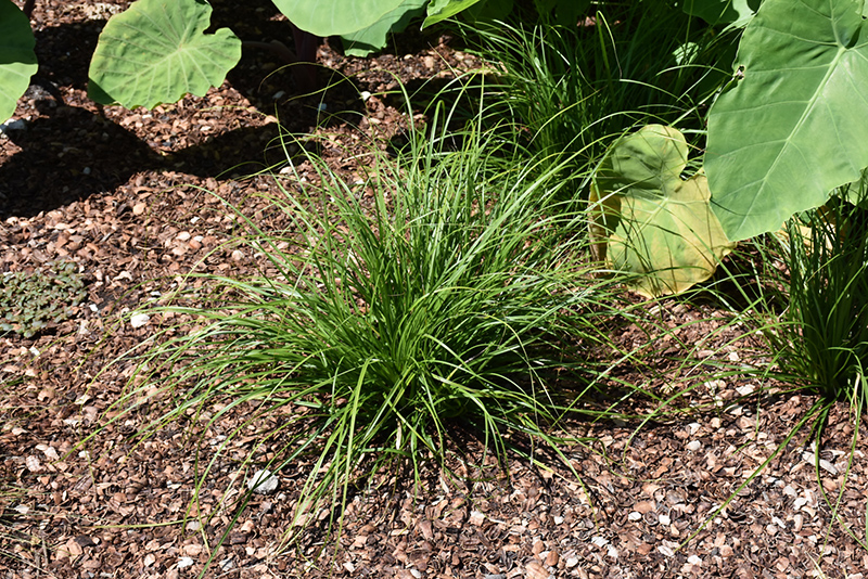 Cherokee Sedge (Carex cherokeensis) at Plants Unlimited