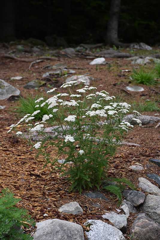 Common Yarrow (Achillea millefolium) at Plants Unlimited