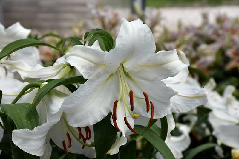 Casa Blanca Lily (Lilium 'Casa Blanca') at Plants Unlimited