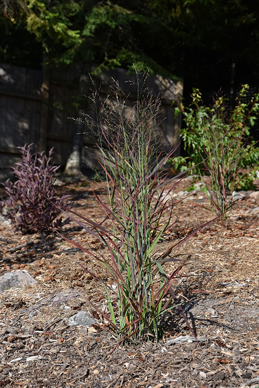 Hot Rod Switch Grass (Panicum virgatum 'Hot Rod') at Plants Unlimited
