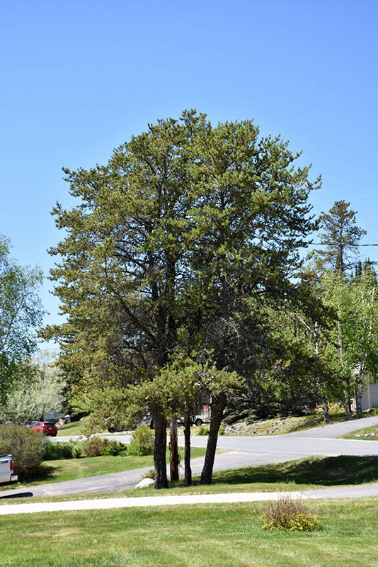 Jack Pine (Pinus banksiana) at Plants Unlimited