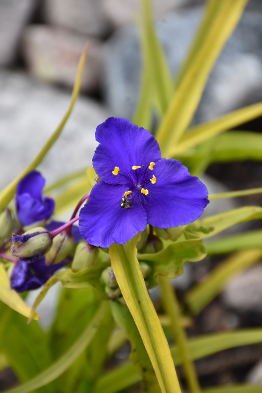 Sweet Kate Spiderwort (Tradescantia x andersoniana 'Sweet Kate') at Plants Unlimited