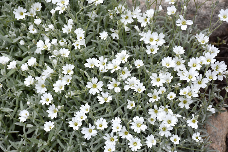 Snow-In-Summer (Cerastium tomentosum) at Plants Unlimited