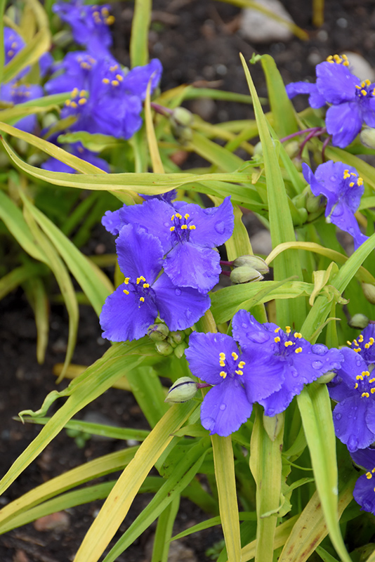 Sweet Kate Spiderwort (Tradescantia x andersoniana 'Sweet Kate') at Plants Unlimited