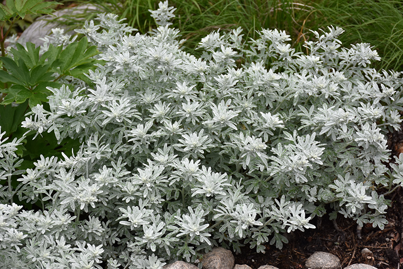 Silver Brocade Artemesia (Artemisia stelleriana 'Silver Brocade') at Plants Unlimited