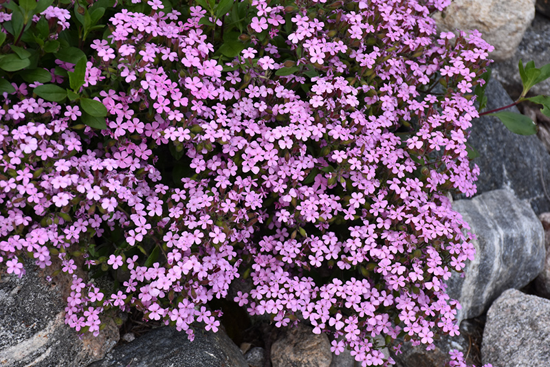 Rock Soapwort (Saponaria ocymoides) at Plants Unlimited