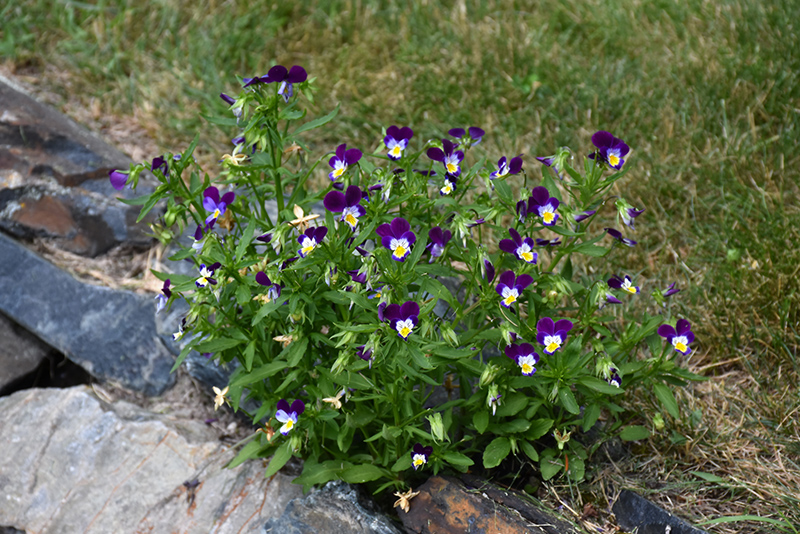 Johnny Jump-Up (Viola tricolor) at Plants Unlimited