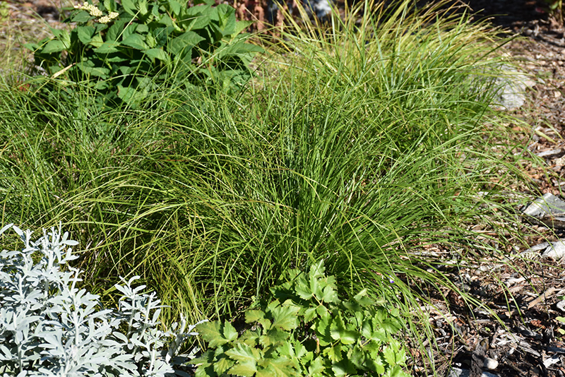 Pennsylvania Sedge (Carex pensylvanica) at Plants Unlimited