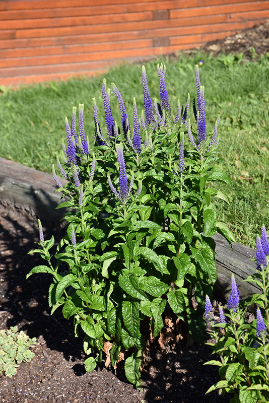 Sunny Border Blue Speedwell (Veronica 'Sunny Border Blue') at Plants Unlimited