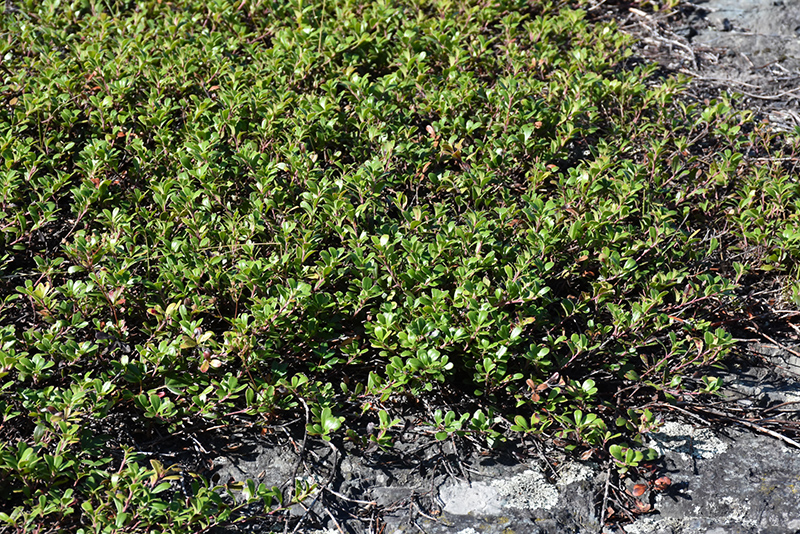 Bearberry (Arctostaphylos uva-ursi) at Plants Unlimited