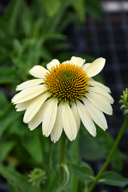 Mellow Yellows Coneflower (Echinacea purpurea 'Mellow Yellows') at Plants Unlimited