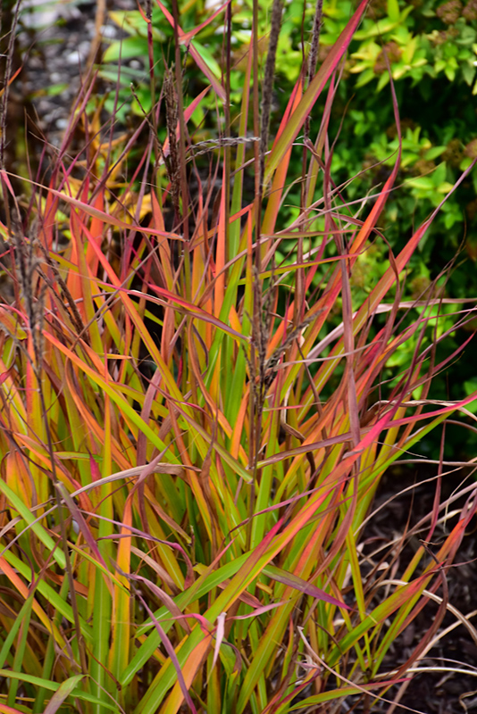 Flame Grass (Miscanthus sinensis 'Purpurascens') at Plants Unlimited