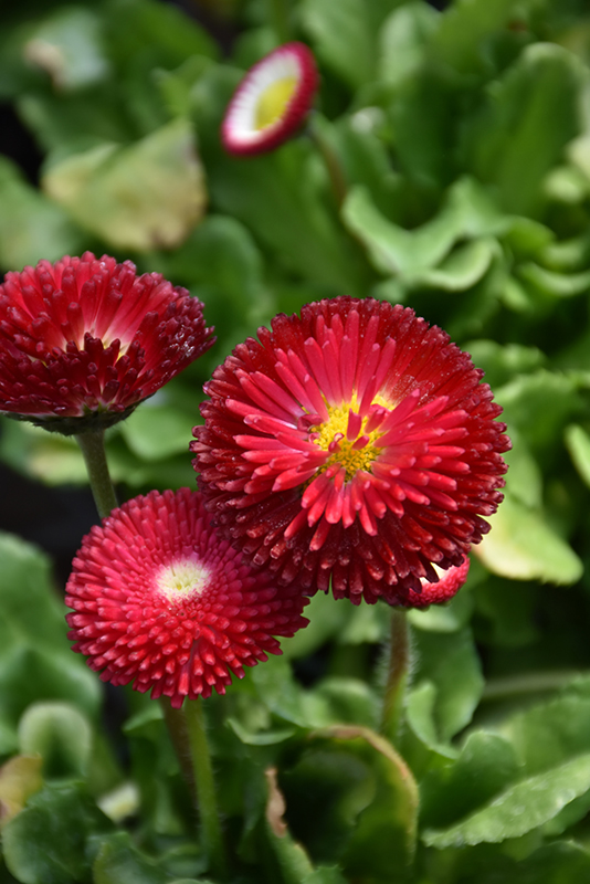 Bellisima Red English Daisy (Bellis perennis 'Bellissima Red') at Plants Unlimited