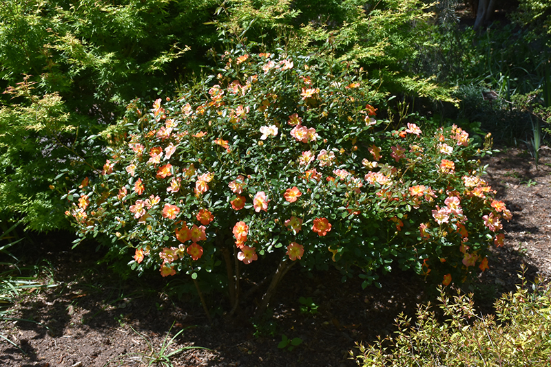 Oso Easy Paprika Rose (Rosa 'ChewMayTime') at Plants Unlimited