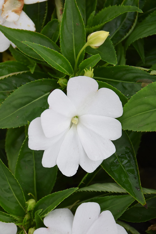 Divine White New Guinea Impatiens (Impatiens hawkeri 'Divine White') at Plants Unlimited