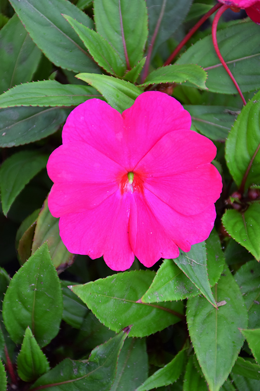 Divine Violet New Guinea Impatiens (Impatiens hawkeri 'Divine Violet') at Plants Unlimited