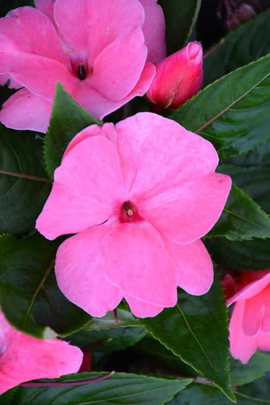Divine Pink New Guinea Impatiens (Impatiens hawkeri 'Divine Pink') at Plants Unlimited