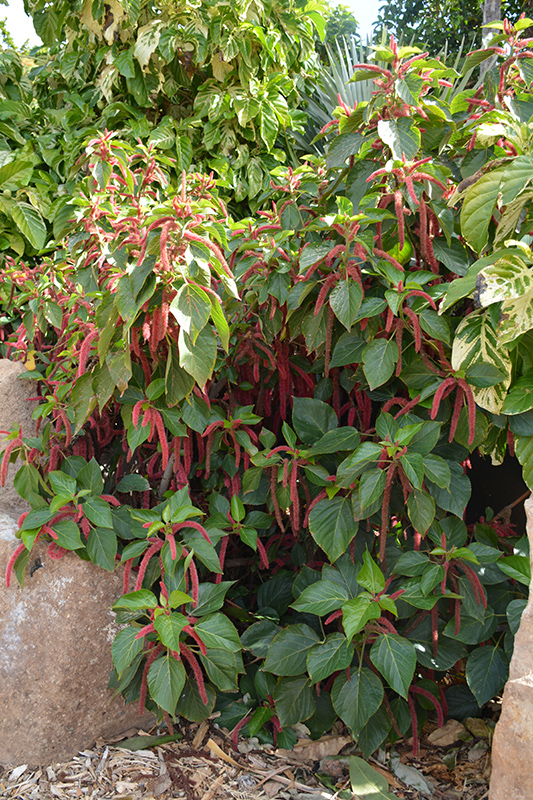 Firetail Chenille Plant (Acalypha hispida) at Plants Unlimited