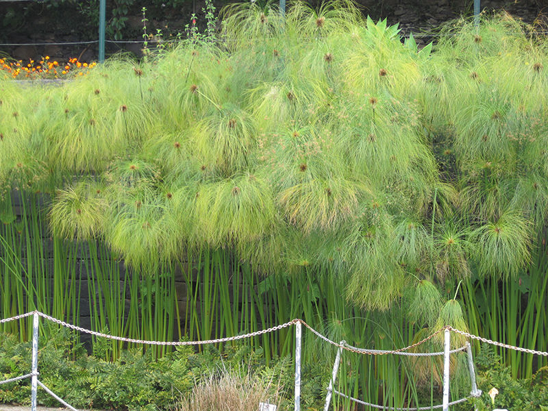 Papyrus (Cyperus papyrus) at Plants Unlimited