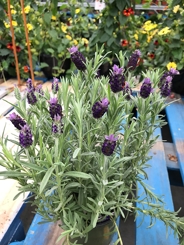 Spanish Lavender (Lavandula stoechas) at Plants Unlimited