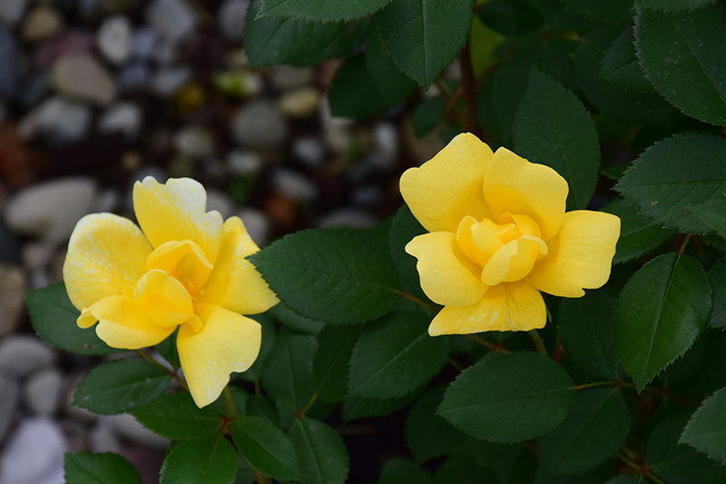 Sunny Knock Out Rose (Rosa 'Radsunny') at Plants Unlimited