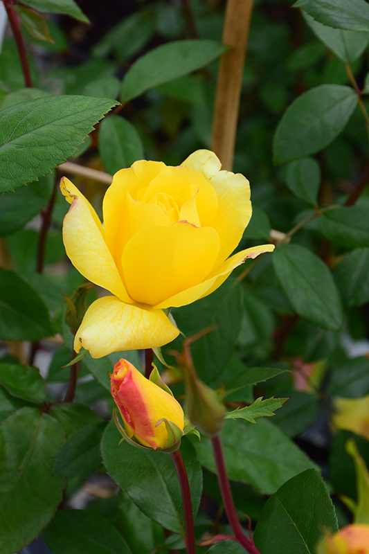 Golden Showers Rose (Rosa 'Golden Showers') at Plants Unlimited