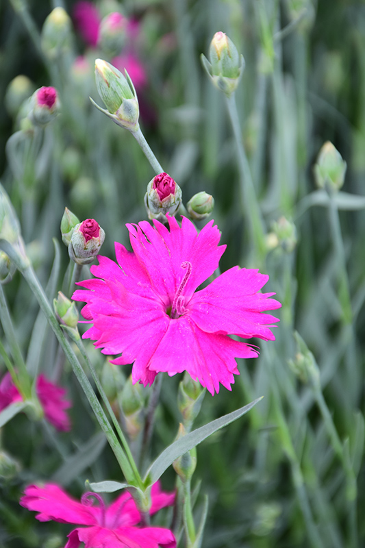Neon Star Pinks (Dianthus 'Neon Star') at Plants Unlimited