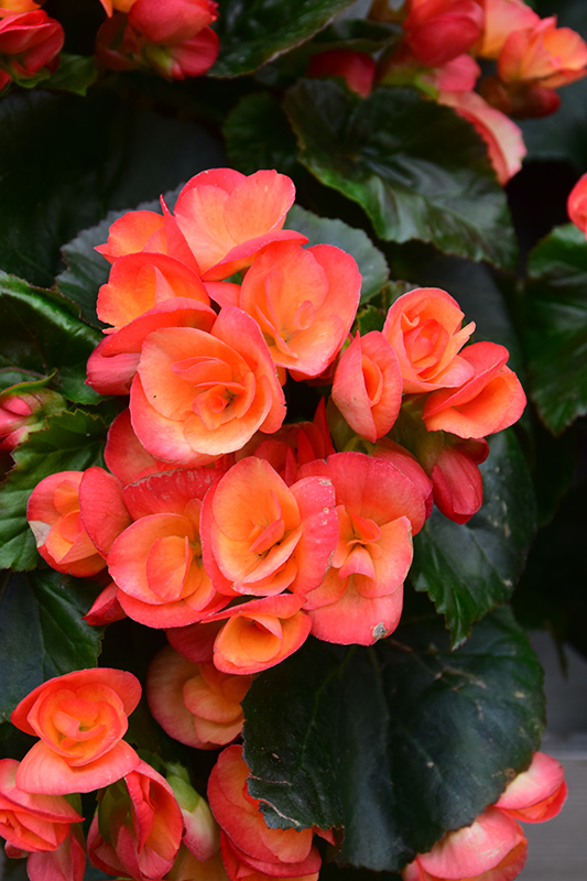 Carneval Begonia (Begonia x hiemalis 'Carneval') at Plants Unlimited