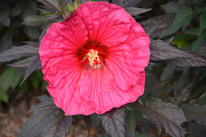 Summerific Evening Rose Hibiscus (Hibiscus 'Evening Rose') at Plants Unlimited