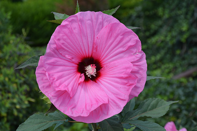 Summerific Candy Crush Hibiscus (Hibiscus 'Candy Crush') at Plants Unlimited