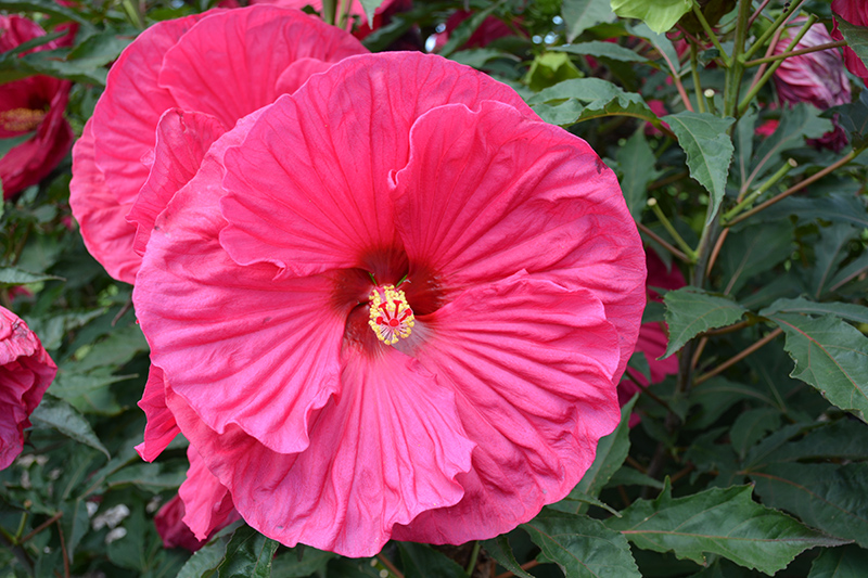 Summer In Paradise Hibiscus (Hibiscus 'Summer In Paradise') at Plants Unlimited