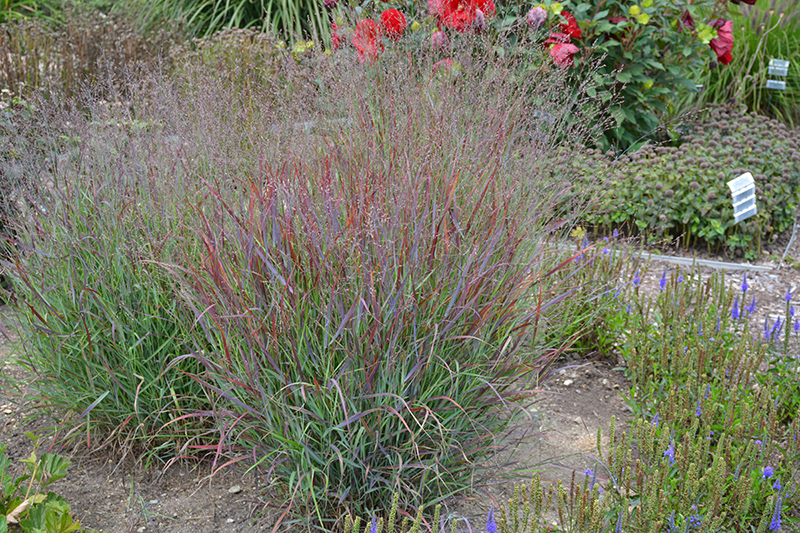 Cheyenne Sky Switch Grass (Panicum virgatum 'Cheyenne Sky') at Plants Unlimited
