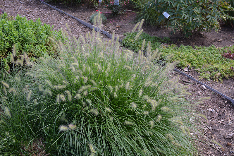 Little Bunny Dwarf Fountain Grass (Pennisetum alopecuroides 'Little Bunny') at Plants Unlimited