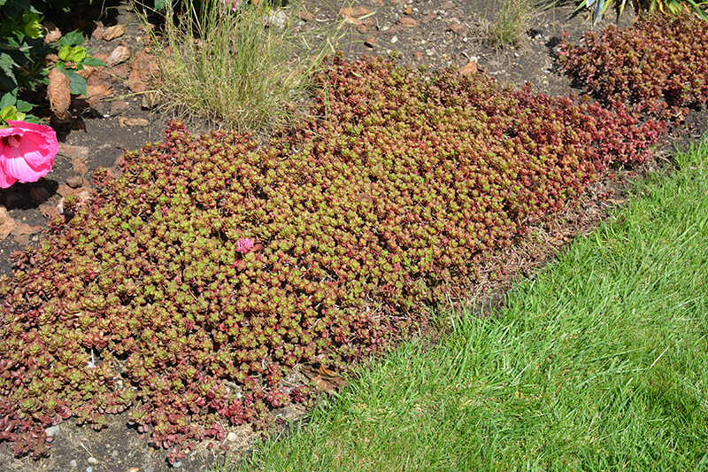 Fulda Glow Stonecrop (Sedum spurium 'Fuldaglut') at Plants Unlimited