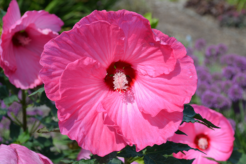 Airbrush Effect Hibiscus (Hibiscus 'Airbrush Effect') at Plants Unlimited