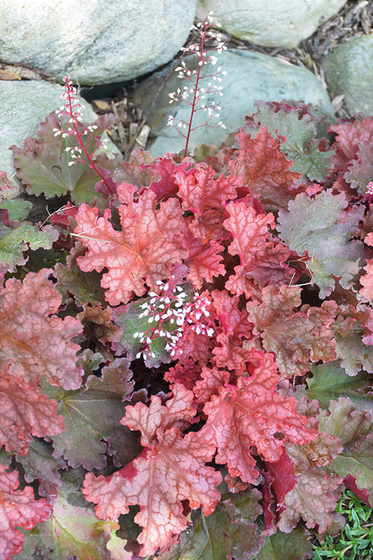 Peachberry Ice Coral Bells (Heuchera 'Peachberry Ice') at Plants Unlimited