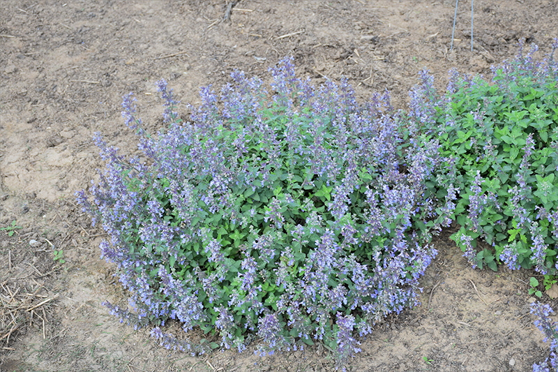 Picture Purrfect Catmint (Nepeta 'Picture Purrfect') at Plants Unlimited
