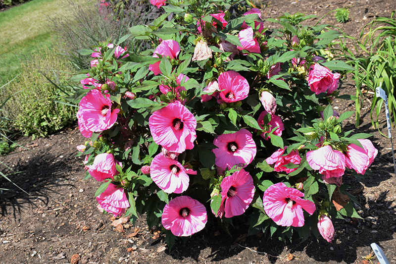 Summerific Candy Crush Hibiscus (Hibiscus 'Candy Crush') at Plants Unlimited